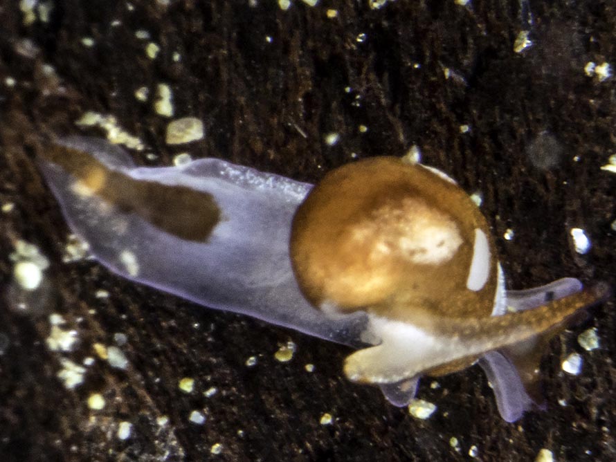 Colpodaspis sp. 4